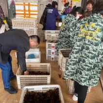 【洪湖清水虾】高质量低价格肉多膏多虾尾干净规格硬死亡低