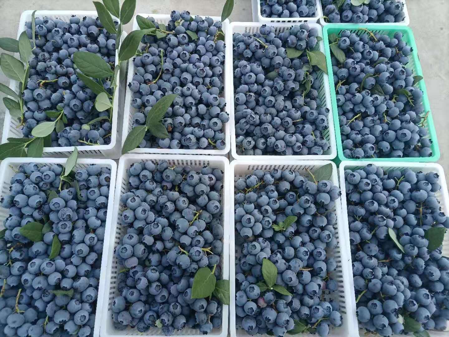 蓝莓果酱与新鲜蓝莓对比图