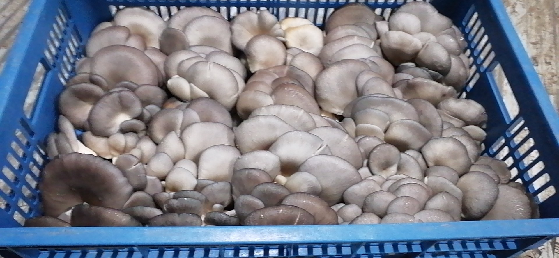 平菇烹饪过程图