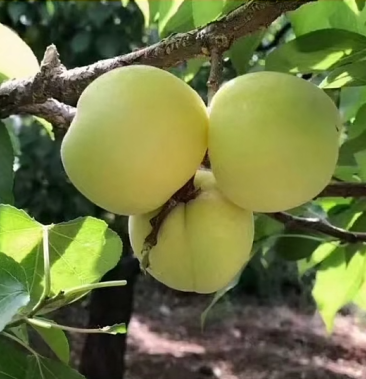香白杏已下树酸甜可口
