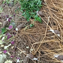 白玉蜗牛