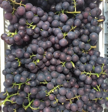 慈溪杭州湾新浦巨峰葡萄