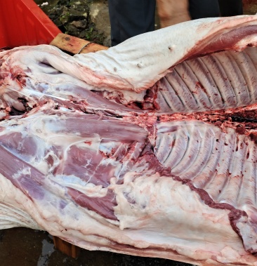 [巴马香猪批发]香猪肉价格30.00元/斤 - 一亩田