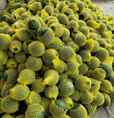 [农友小兰批发]特小凤黄瓤西瓜特小兰地头直销 一斤4两至3斤价格1.