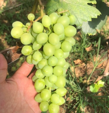 [贵妃玫瑰批发]贵妃玫瑰葡萄价格10.00元/斤 - 一亩田