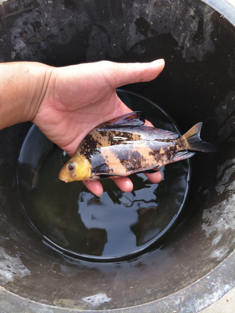 胭脂鱼苗可以食用或者观赏鱼