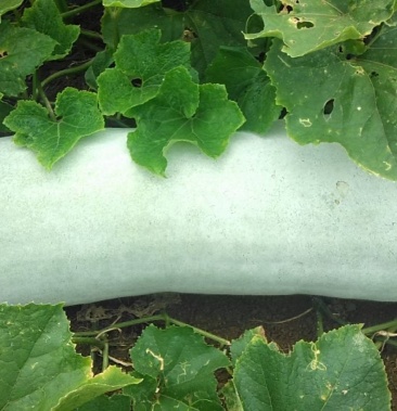 长白皮 白冬瓜白冬瓜白冬瓜白冬瓜白冬瓜白冬瓜