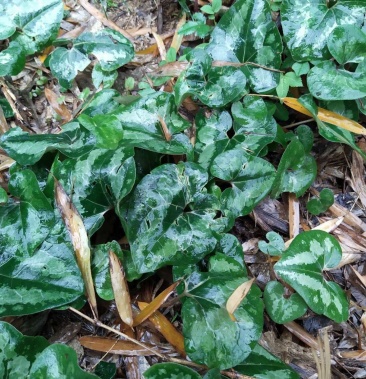 细辛苗适入药种植和绿化