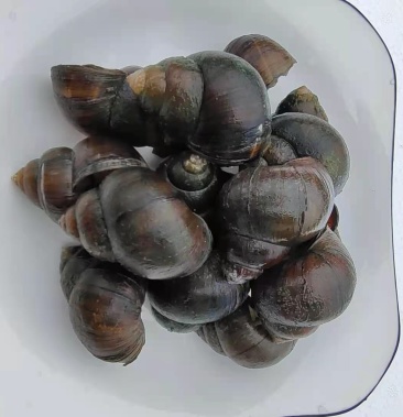 [田螺批发]田螺酿专用田螺壳价格4.00元/公斤 - 一亩田