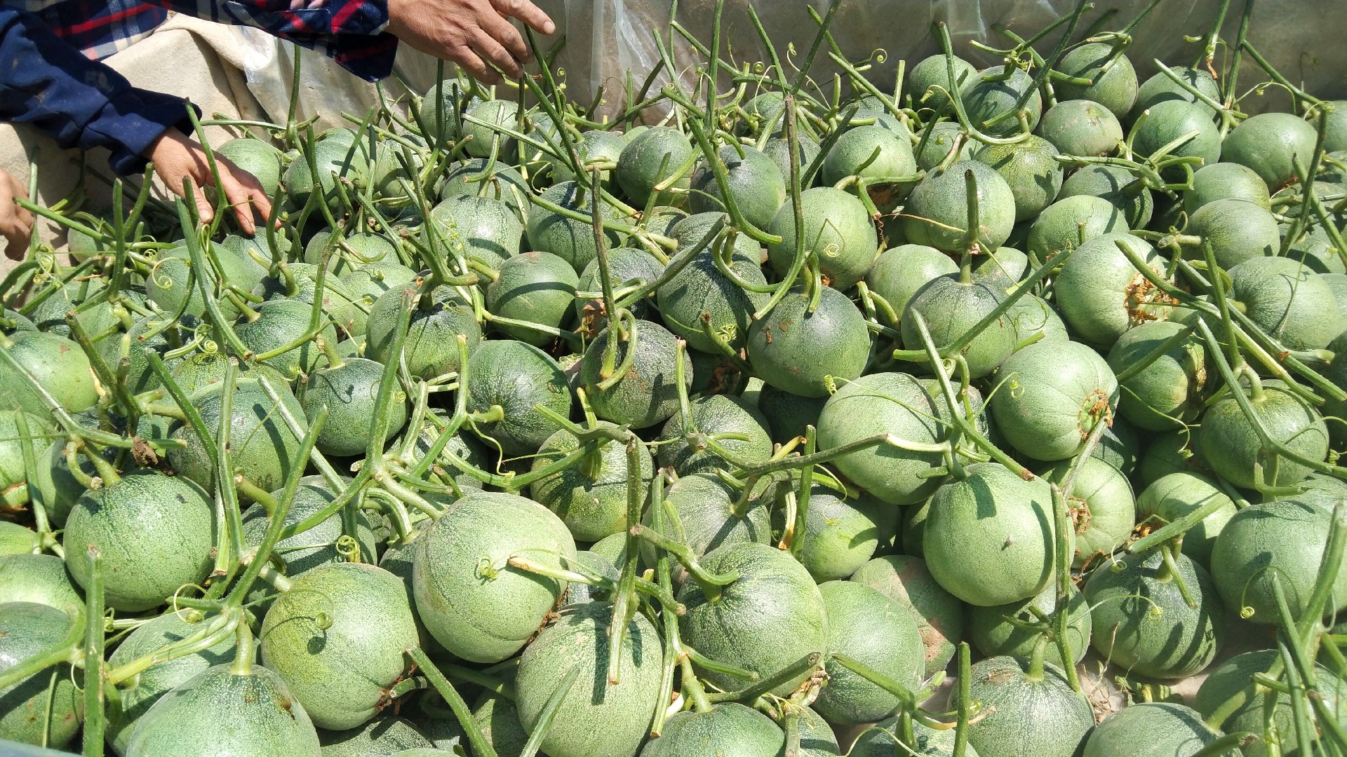 一名身穿防晒衣的农户正在五原县隆兴昌镇甜瓜种植园中手工采摘成熟的绿宝甜瓜,瓜藤缠绕在支架上,果实悬垂,表皮呈现均匀的翠绿色光泽,背景有其他工人进行分级包装作业 采摘中的五原绿宝甜瓜农户