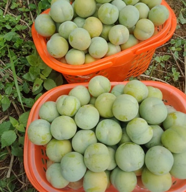 [李子批发]贵州四月李蜂糖李子价格10.00元/斤 - 一亩田