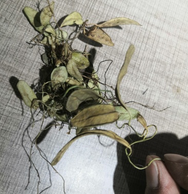 产地直销抱石莲鱼鳖草瓜子菜飞连草低价出售