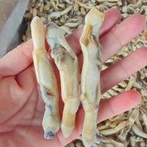 圣子螺肉/蛏子螺肉/海螺肉，一手货源，全国发货