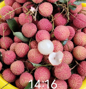 广东廉江市吉荔牌桂味荔枝现以开售