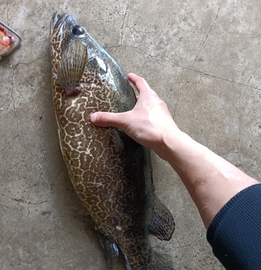 [斑鳜批发]斑鳜 虎鳜 鳜鱼 花季子价格85.00元/斤 - 一亩田