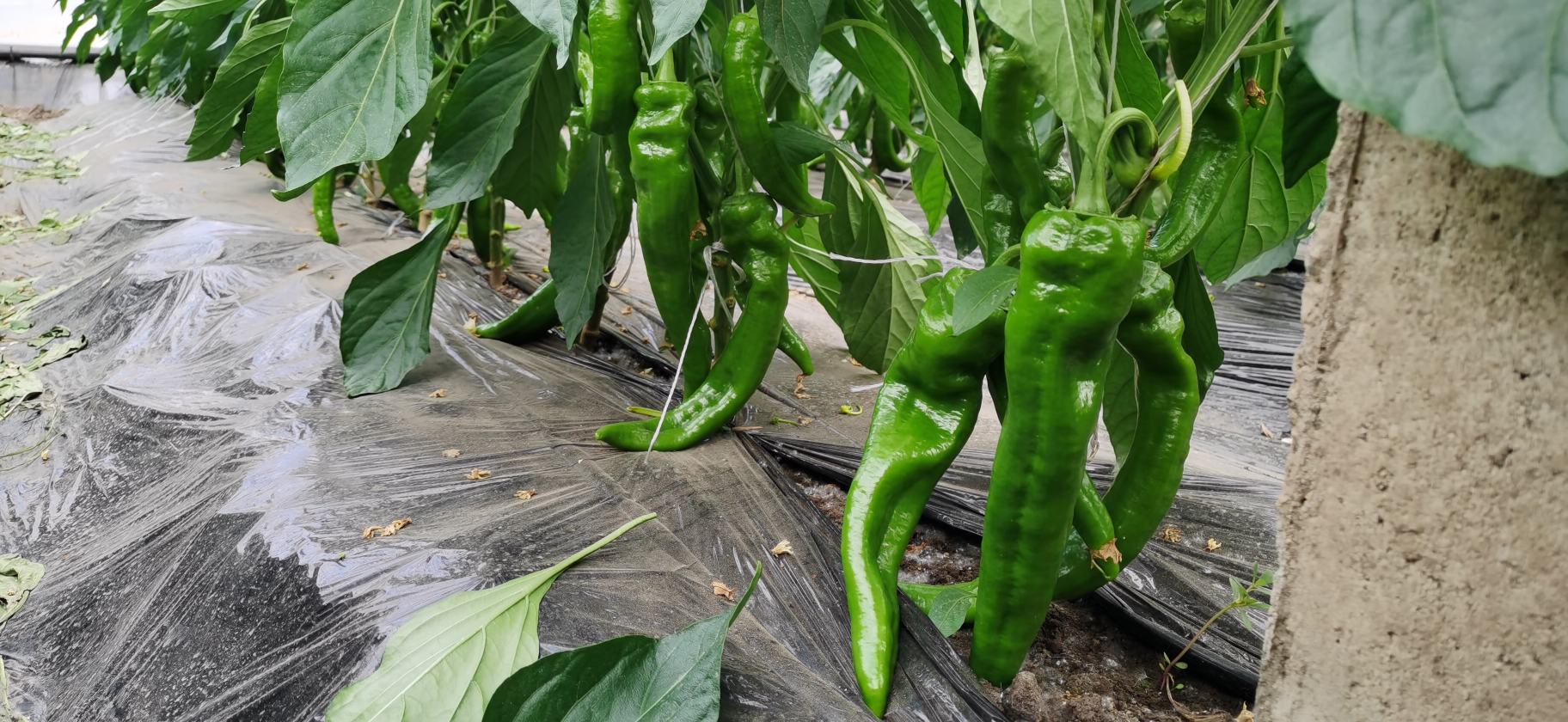 牛角椒秋延后双膜覆盖栽培实景：银黑双色地膜铺设整齐，植株已挂满青熟牛角椒，棚内二道膜已部分展开，棚外可见初霜迹象
