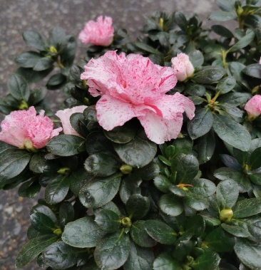 品种杜鹃喷砂原装带土发货精挑细选基地直销