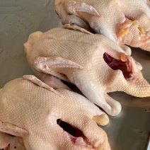 白条鸭
