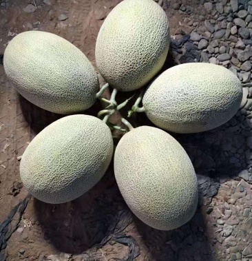 孙悟空的火焰山的哈密瓜