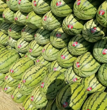 宁夏中卫金城5号西瓜基地直供皮薄瓤多保熟保甜