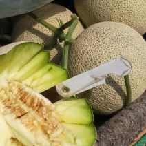 网纹瓜，鲁厚甜，玫珑，库拉香瓜，万亩基地源头直采