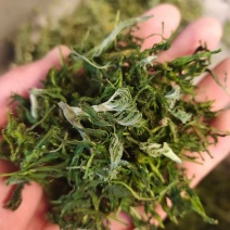 新文冠果新茶文冠果叶茶