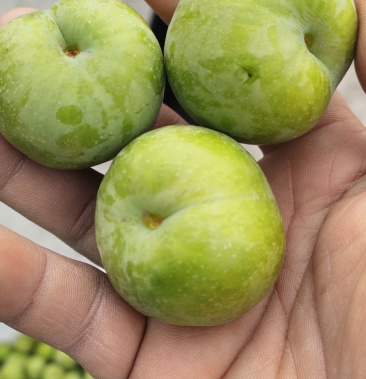 四川省汉源县苦李子大量上市,味道口感很好,脆甜耐运输喜欢