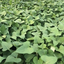 蜜薯大田苗、大田苗、蜜薯、蜜薯蔓头苗、蔓头苗