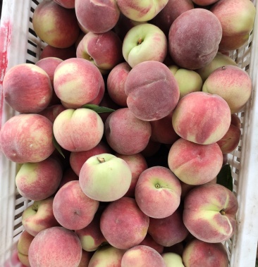 [春雪桃批发]春雪 春蜜大量上市价格1.30元/斤 - 一亩田