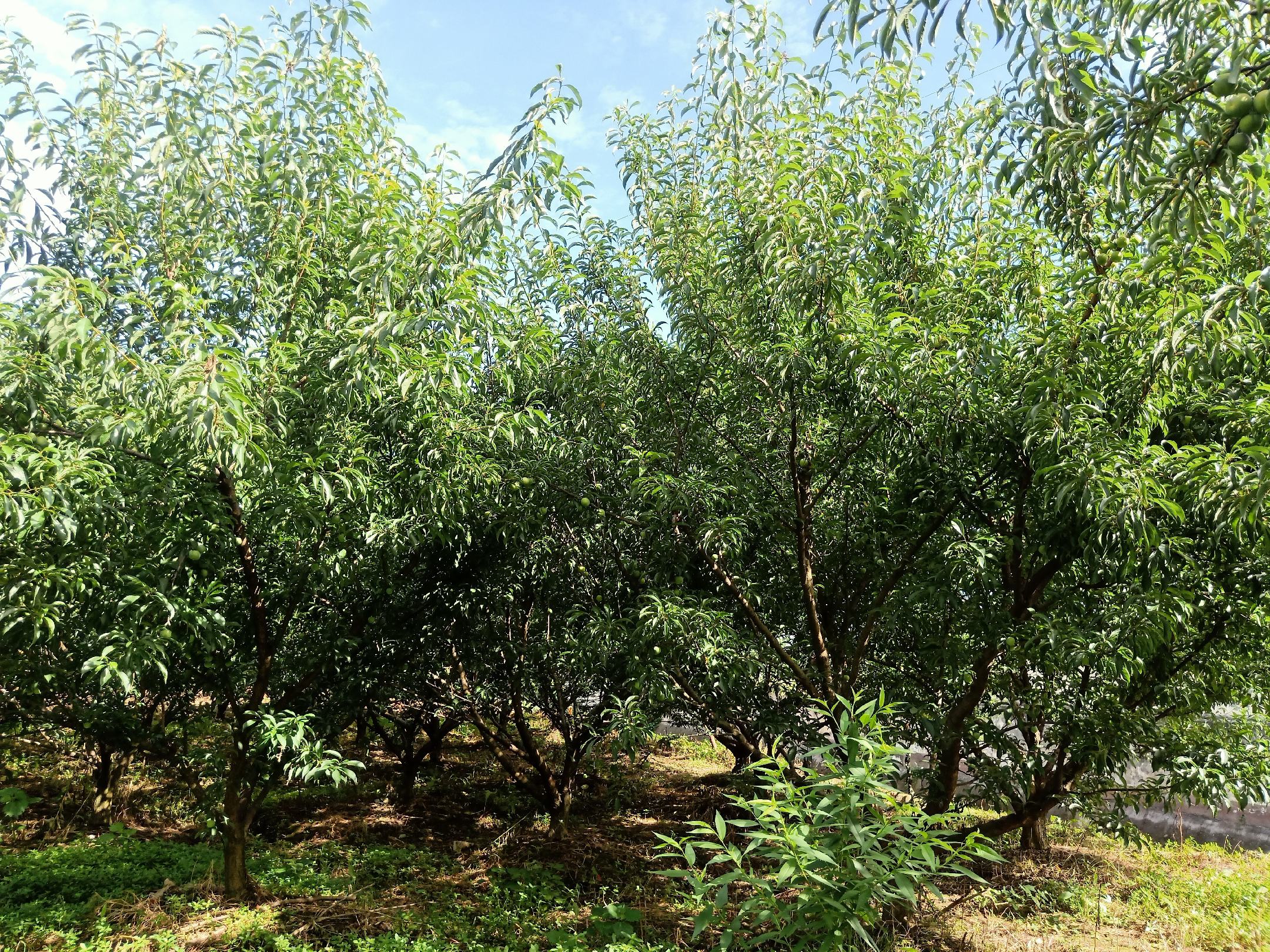 一片茂盛的蜂糖李果园,树上挂满金黄色的蜂糖李果实,阳光透过树叶洒在果实上,农民正在手工采摘,背景为贵州山区地貌 蜂糖李果园实景