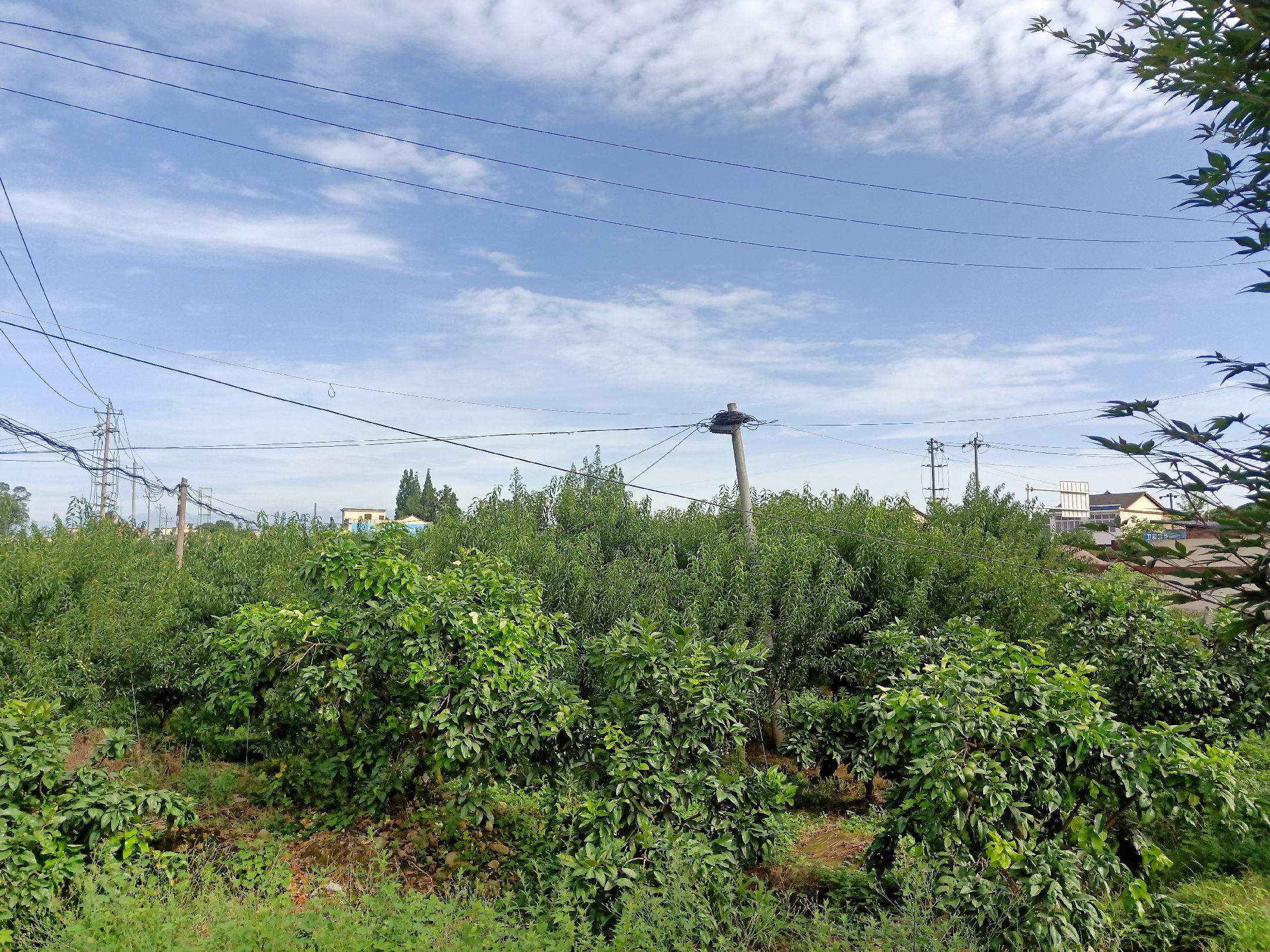 一个现代化果园场景,设有立杆式微型气象站,显示实时温度、湿度、光照强度;平板电脑界面展示蜂糖李花期预测曲线;传感器埋设于树根附近,无线传输数据至云端平台;背景为整齐排列的蜂糖李树阵列 智慧果园监测系统示意图