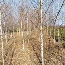 白桦树，甘肃本地货源