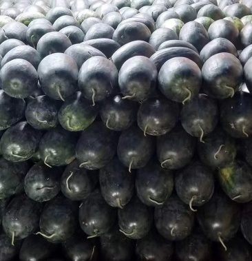 [黑美人西瓜批发]黑美人头茬瓜7--15斤八成熟,个头均匀,皮毛好看价格