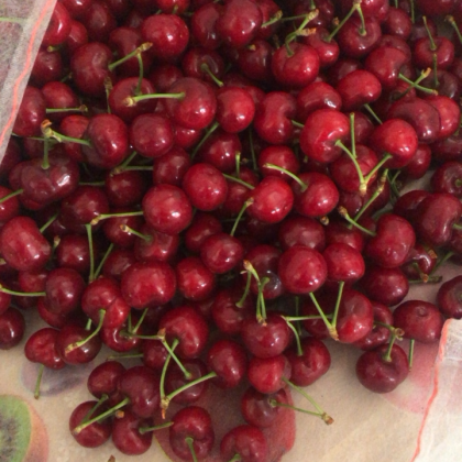 山东潍坊红灯樱桃价格行情走势 - 一亩田