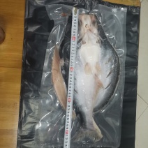 新鲜腌制开背去骨巴沙鱼12条烤鱼专用2斤一条