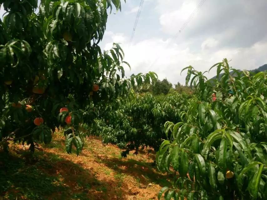 果园中成熟的桃子挂满枝头