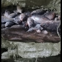 饲料鲫鱼，冰冻鲫鱼
