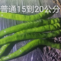 树椒