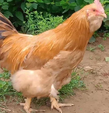 山林散养走地胡须鸡