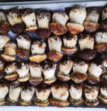 00元/公斤 - 一亩田