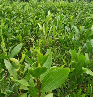 [相思树批发]特价大量供应马大相思苗,马占相思小苗,台湾相思树苗价格