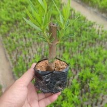 粉花夹竹桃漳州精品红花黄花高度15-40