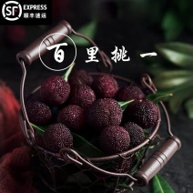 6月份生鲜杨梅一手货源顺丰冷链运输支持一键带发