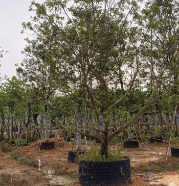 白银树 (铁丹青 )头径15-20分 全冠 欢迎咨询