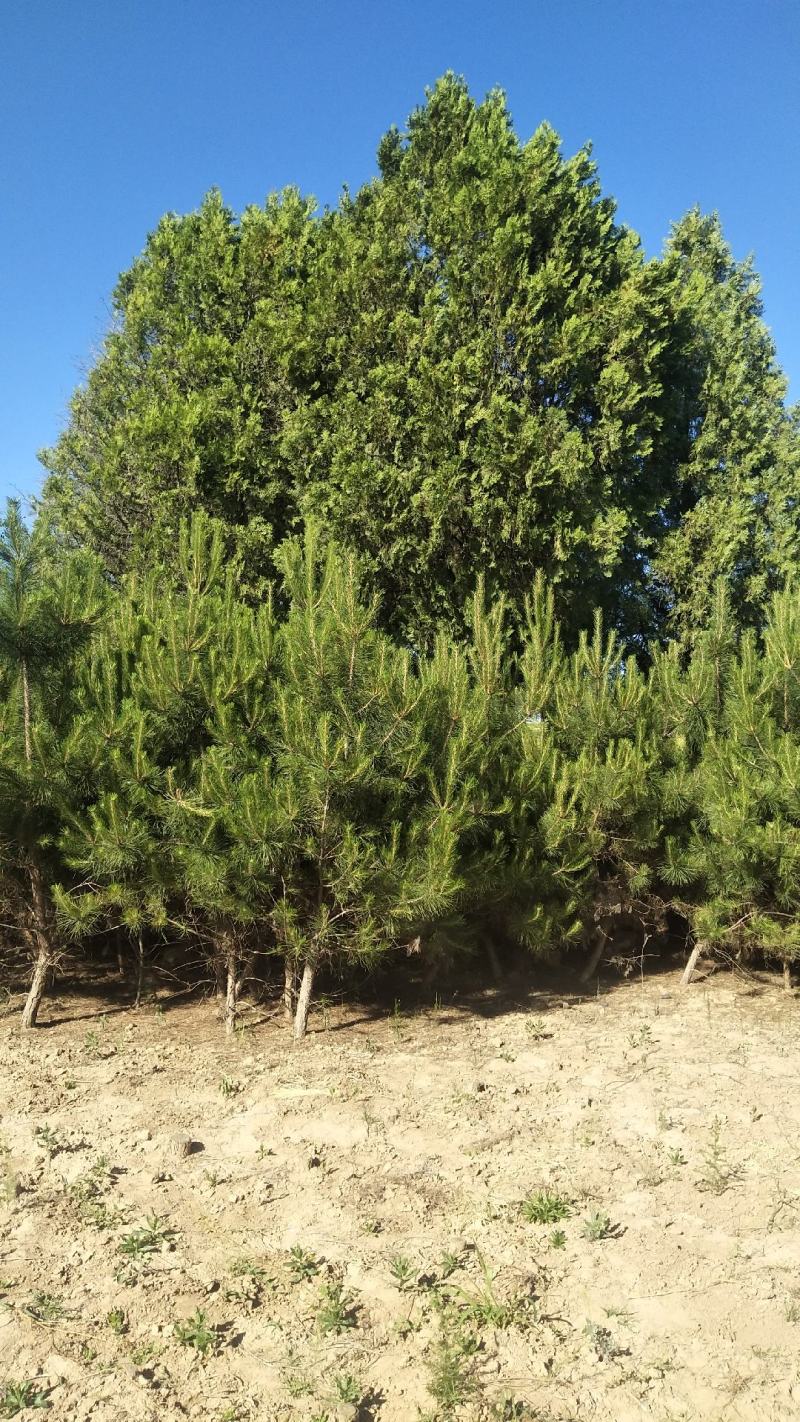 甘肃庆阳宁县松树 50.00元/棵油松,个儿高生粗