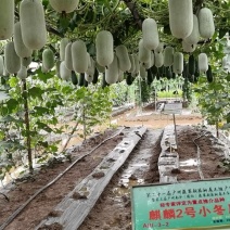 【减灾助农河南加油】麒麟二号小冬瓜小巧玲珑粉皮