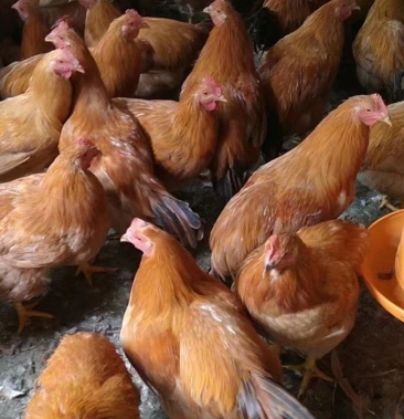 [阉鸡批发]岭南王阉鸡价格9.80元/斤 - 一亩田