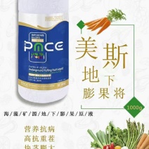美斯地下膨果将加速果肉细胞分裂、促使细胞增大