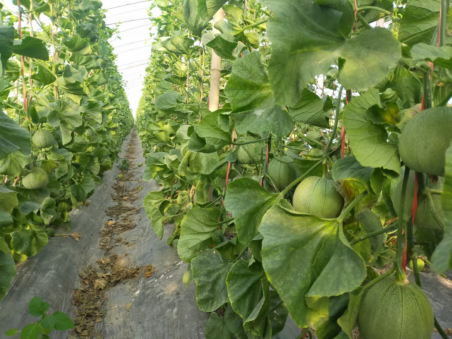 醇蜜网纹瓜果园种植场景
