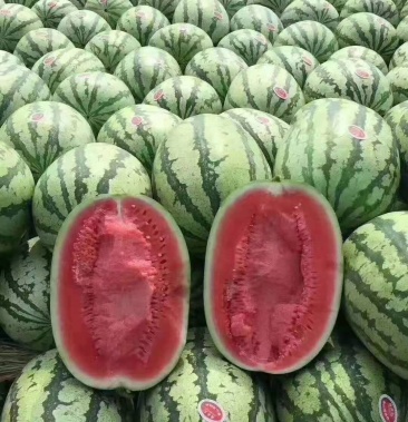 新疆吐鲁番西瓜 产地直供一手货源个大甜份足